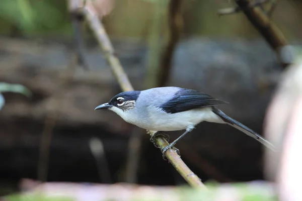 Sibia Cabeza Negra Heterophasia Desgodinsi Robinsoni Dalat Vietnam — Foto de Stock