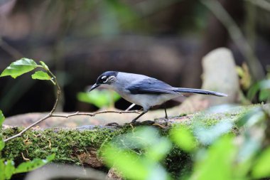 Dalat, Vietnam için karabaş Sibia (Heterophasia desgodinsi robinsoni)