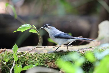 Kara başlı Sibia (Heterophasia desgodinsi robinsoni) olarak Da lat, Vietnam