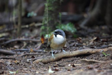 Laughingthrush (Garrulax vassali) Da lat, Vietnam, beyaz yanaklı