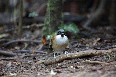Laughingthrush (Garrulax vassali) Da lat, Vietnam, beyaz yanaklı