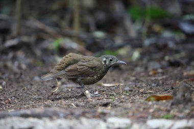 Karanlık taraflı ardıç (Zoothera marginata) olarak Da lat, Vietnam