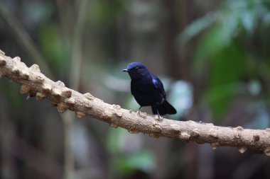 Robin (Myiomela leucura) Da lat, Vietnam erkek beyaz kuyruklu