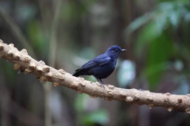 Robin (Myiomela leucura) Da lat, Vietnam erkek beyaz kuyruklu