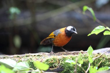 Yakalı laughingthrush (Trochalopteron yersini) Da lat, Vietnam