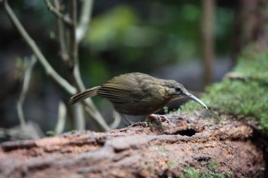 Çinhindi Wren-yedikardeşi (Rimator danjoui) Dalat, Vietnam