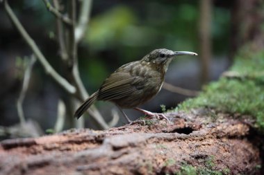 Çinhindi Wren-yedikardeşi (Rimator danjoui) Dalat, Vietnam