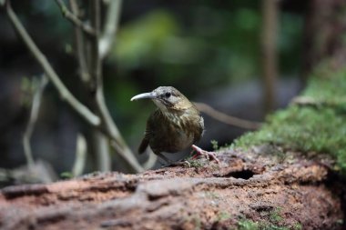 Çinhindi Wren-yedikardeşi (Rimator danjoui) Dalat, Vietnam