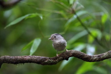 Dalat, Vietnam için dağ fulvetta (Alcippe peracensis)