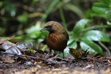 Dalat, Güney Vietnam içinde portakal göğüslü laughingthrush (Garrulax annamensis)