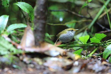 Dalat, Vietnam için gri karınlı tesia (Tesia cyaniventer)
