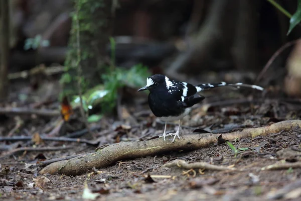 Gevlekte Forktail Enicurus Maculatus Dalat Vietnam — Stockfoto