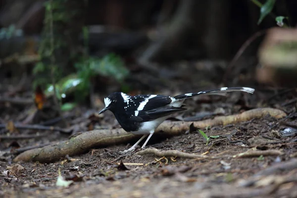 在越南大叻发现 Forktail Enicurus — 图库照片