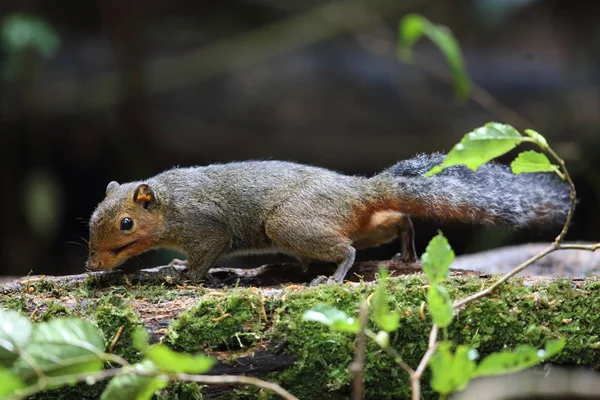 Scoiattolo Dalle Guance Rosse Asiatico Dremomys Rufigenis Lat Vietnam — Foto Stock