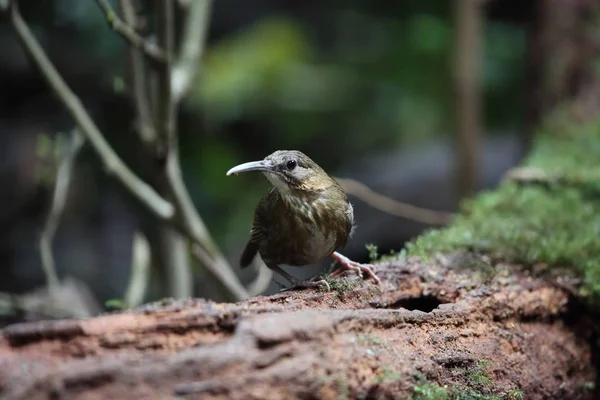 Çinhindi Wren Yedikardeşi Rimator Danjoui Dalat Vietnam — Stok fotoğraf