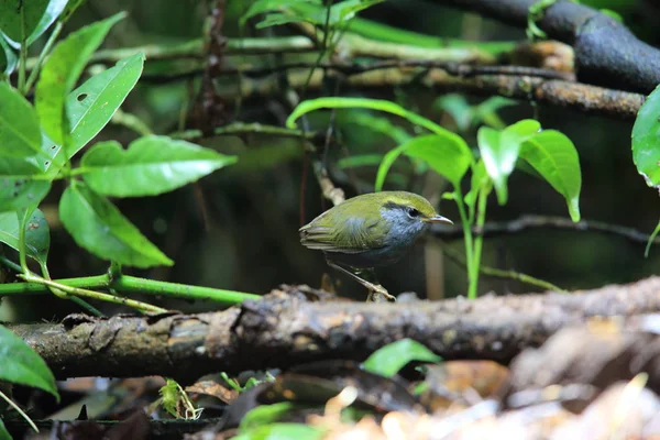 Плямистий Forktail Enicurus Змія Плямиста Місті Dalat Єтнам — стокове фото