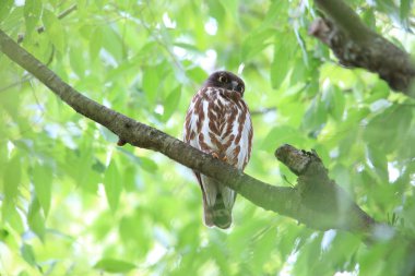 Japonya Kuzey Boobook veya kahverengi şahin baykuş (Ninox japonica)