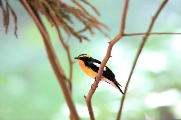 Narcissus Flycatcher Ficedula Narcissina Muž Japonsku — Stock fotografie