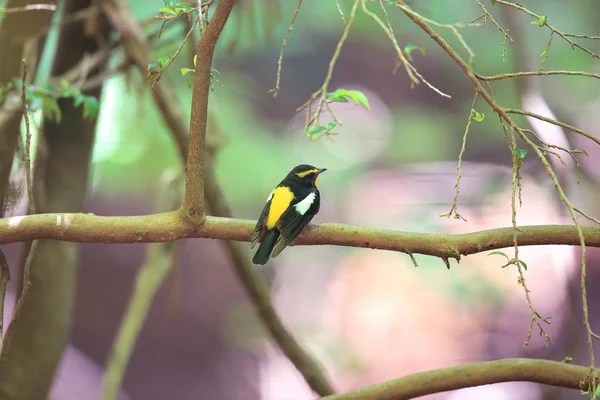 Narcissus Flycatcher Ficedula Narcissina Macho Japón — Foto de Stock