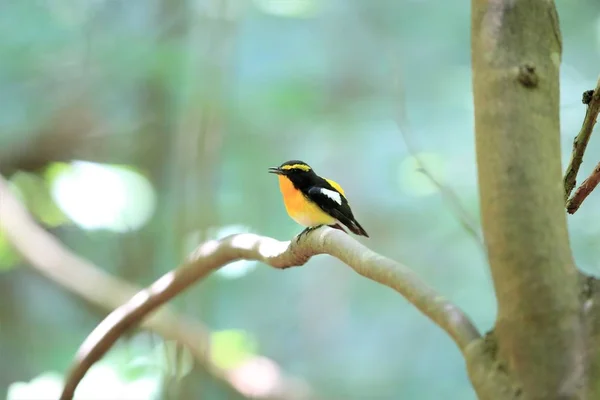 Narcyz Flycatcher Ficedula Narcissina Mężczyzna Japonii — Zdjęcie stockowe