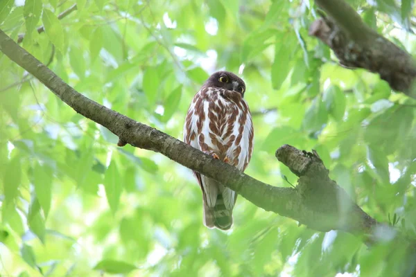 Norra Spökuggla Eller Brun Hawk Owl Ninox Japonica Japan — Stockfoto