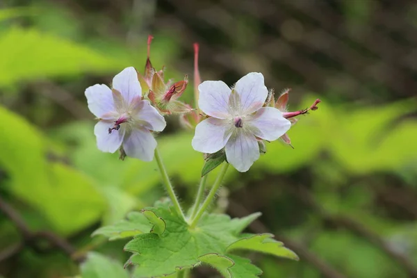 Geranium Eriostemon Var Reinii Ibuki Mountain Japan — Stockfoto