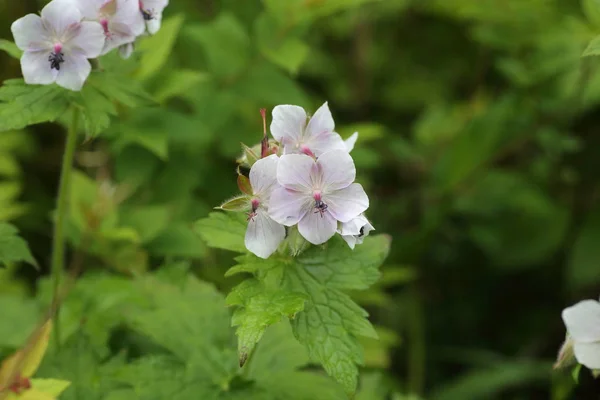 Масло Кропове Eriostemon Var Reinii Ібуки Гори Японія — стокове фото