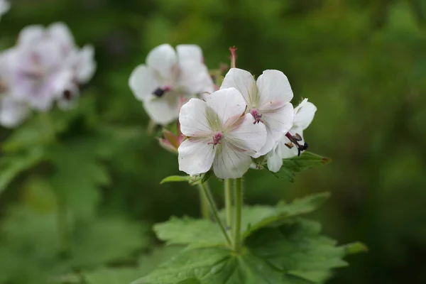 伊吹山 日本のゼラニウム Eriostemon とタカネグンナイフウロ — ストック写真