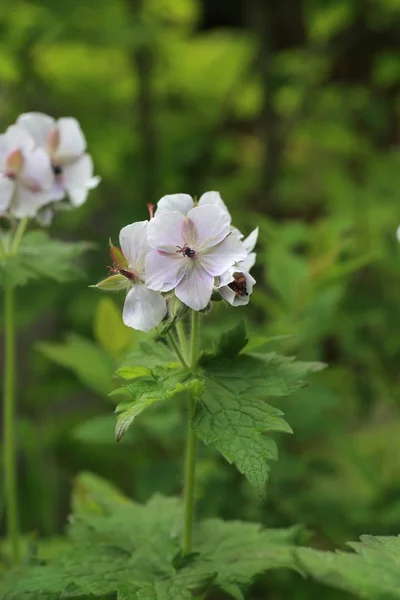 Geranium Eriostemon Var Reinii Ibuki Mountain Japan — Stockfoto