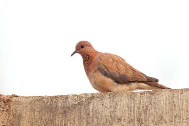Gülen (Spilopelia senegalensis senegalensis) Gana, Batı Afrika güvercin