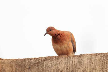Gülen (Spilopelia senegalensis senegalensis) Gana, Batı Afrika güvercin