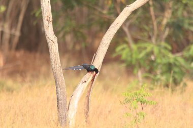 Yeşil ahşap ibibik (Phoeniculus purpureus) Gana, Batı Afrika