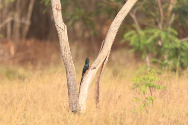 Yeşil ahşap ibibik (Phoeniculus purpureus) Gana, Batı Afrika