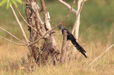 Yeşil ahşap ibibik (Phoeniculus purpureus) Gana, Batı Afrika