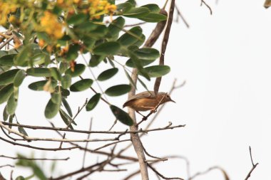 Kuzey crombec (Sylvietta brachyura) Gana, Batı Afrika