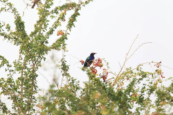 Fialový Lesklý Starling Lamprotornis Purpureus Ghaně Západní Afrika — Stock fotografie