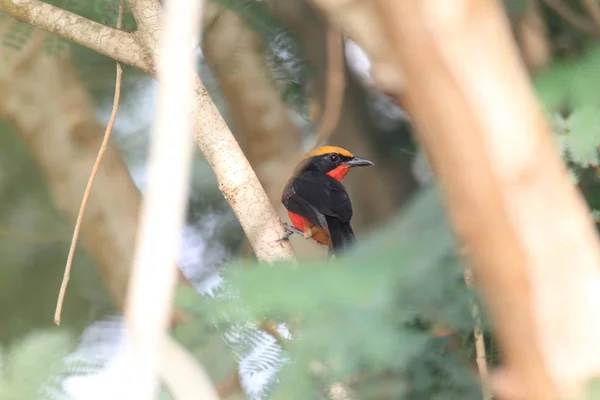 Gonolek Dalla Corona Gialla Laniarius Barbarus Ghana — Foto Stock