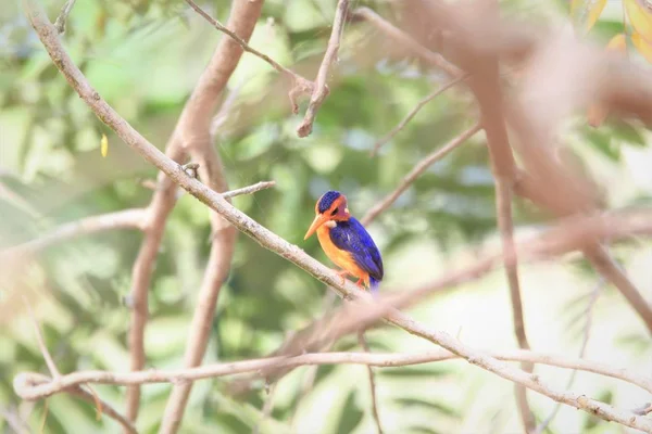 Africké Trpasličí Kingfisher Ispidina Picta Picta Ghaně — Stock fotografie