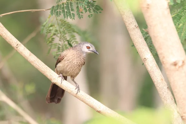 Hnědý Tlučhuba Turdoides Plebejus Ghaně Západní Afrika — Stock fotografie