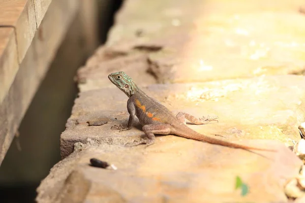 Gemeenschappelijke Agama Rood Headed Rock Agama Regenboog Agama Agama Agama — Stockfoto