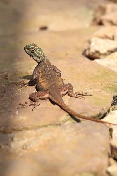 Ortak agama, Kızıl saçlı rock agama veya gökkuşağı agama (Agama agama) Gana 