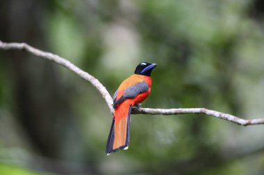 Sabah, Borneo Kızıl sırtlı trogon (Harpactes duvaucelii)