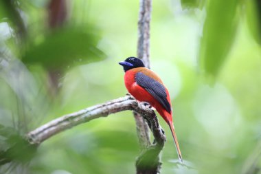 Sabah, Borneo Kızıl sırtlı trogon (Harpactes duvaucelii)