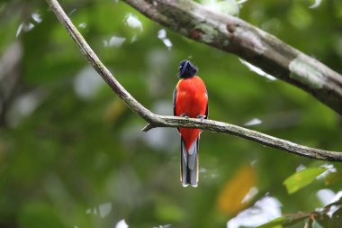 Sabah, Borneo Kızıl sırtlı trogon (Harpactes duvaucelii)
