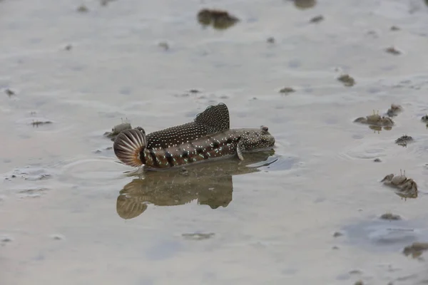 Mudskipper Skákání Krajina Přílivu Sabah Borneo Malajsie — Stock fotografie