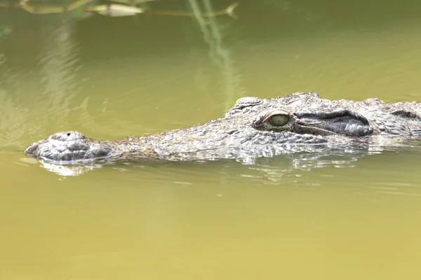 Nile Crocodile Crocodylus Niloticus Ghana — Stock Photo, Image