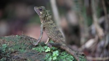 Borneo Anglehead kertenkele veya sabah, Borneo, Malezya Borneo orman dragon (Gonocephalus bornensis)