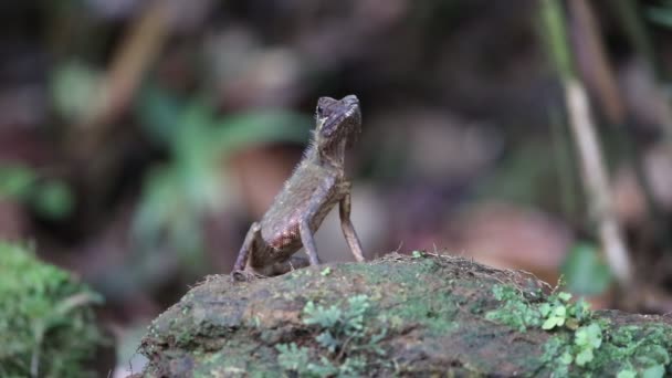 Borneo Anglehead Ödla Eller Borneo Skog Dragon Gonocephalus Bornensis Sabah — Stockvideo