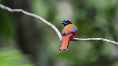 Sabah, Borneo Kızıl sırtlı trogon (Harpactes duvaucelii)