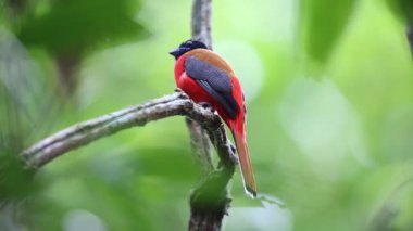 Sabah, Borneo Kızıl sırtlı trogon (Harpactes duvaucelii)